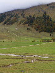 Obraz premium maple tree.