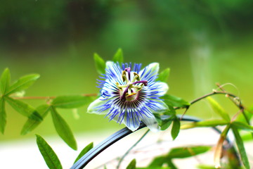 Passion flower in flowerbed on the window