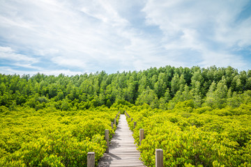 Fototapeta na wymiar Long wood bridge in mangrove forest - Travel holiday or save the earth concept.