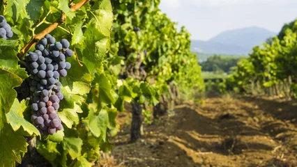 Selbstklebende Fototapete Weingarten Trauben im Weinberg