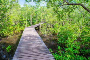 Fototapeta premium Long wood bridge in mangrove forest - Travel holiday or save the earth concept.
