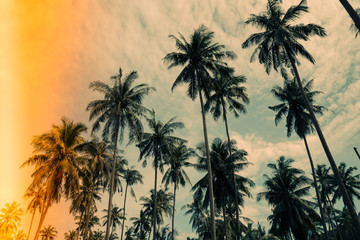 Coconut palm tree with light leak effect - Tropical summer beach holiday concept.