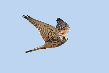 Common kestrel (Falco tinnunculus)