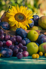 Garden late summer seasonal fruits basket light setting sun
