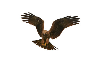 Obraz premium Kania czarna (Milvus migrans)