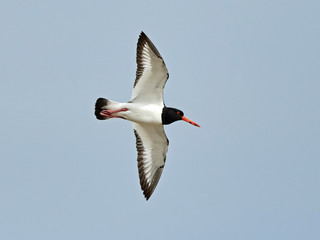 Eurasian oystercatcher (Haematopus ostralegus)