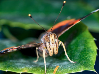 Portrait of a butterfly
