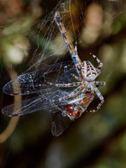 Spider with the victim of a dragonfly