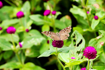 butterfly and pink flowers in garden