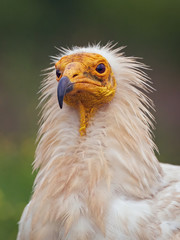 Egyptian vulture (Neophron percnopterus)