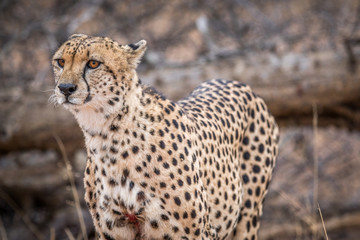 Naklejka na ściany i meble Starring Cheetah in the Kruger.