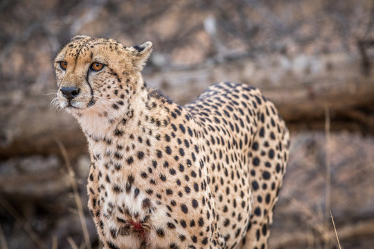 Starring Cheetah in the Kruger.