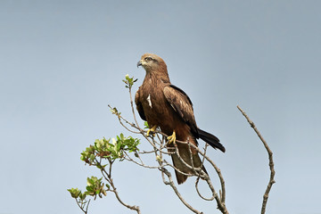 Black kite (Milvus migrans)