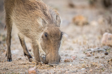 Warthog eating in the Kruger.