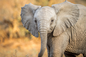 Obraz premium A starring young Elephant.