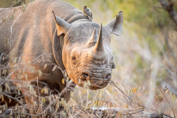Starring Black rhino in the Kruger.