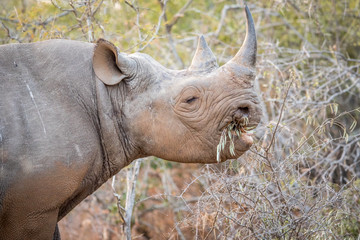 Obraz premium Eating Black rhino in the Kruger.