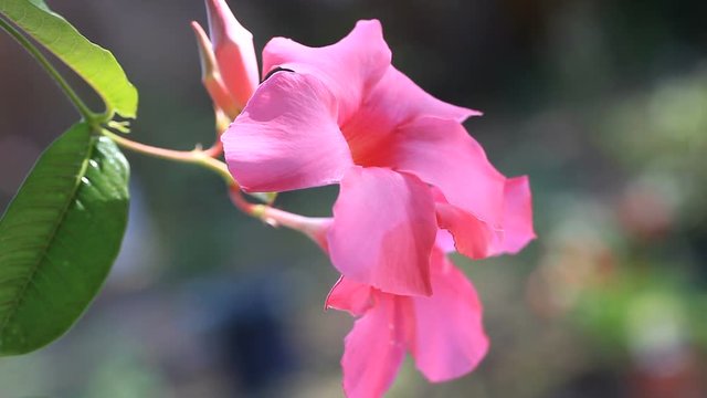 Pink mandevilla flowers with copy space