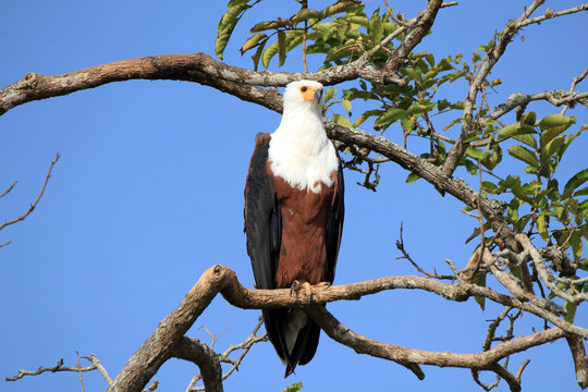 African Fish Eagle (Haliaeetus vocifer) on a Branch. Lake Mburo, Uganda