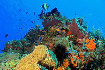 Fototapeta na wymiar The Pristine and Colorful Coral Reefs of Komodo, Indonesia