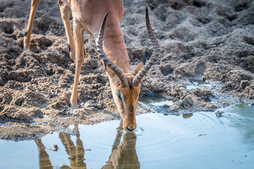 Impala drinking in the Kruger.
