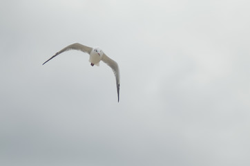 seagull in flight over the sea