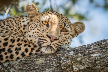 Obraz premium A Leopard laying in a tree in the Kruger.