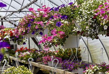 Hanging Petunias in a Greenhouse