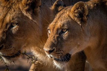 Fototapeta na wymiar Two Lions walking in the Kruger.