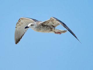 Common gull in flight