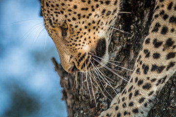 A close up of a Leopard going down a tree.