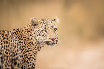 Foto op Canvas A Leopard looking back in the Kruger. © simoneemanphoto