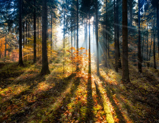 Bunter Herbstwald im Gegenlicht