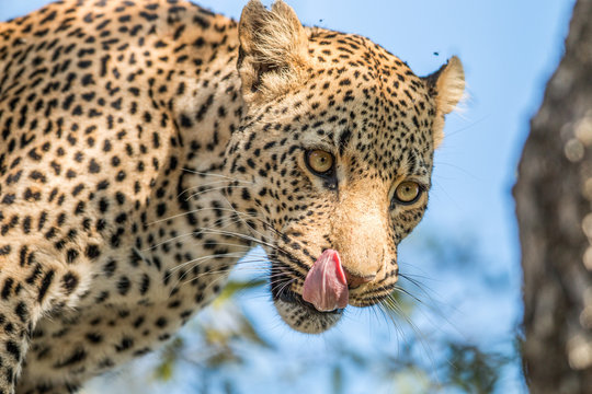 A Leopard licking himself in the Kruger.