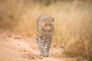 Raamstickers A Leopard walking towards the camera in the Kruger. © simoneemanphoto