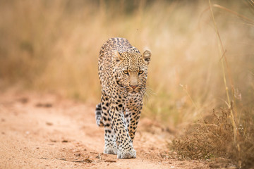 A Leopard walking towards the camera in the Kruger.