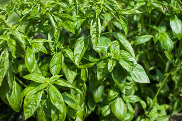 Fresh harvesting basil