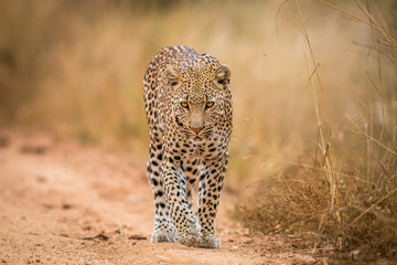 Ein Leopard, der im Kruger auf die Kamera zugeht.