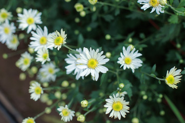 Daisies