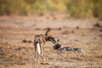 Fototapeta na wymiar Two African wild dogs in the Kruger.