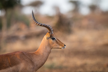 Side profile of an Impala in the Kruger.