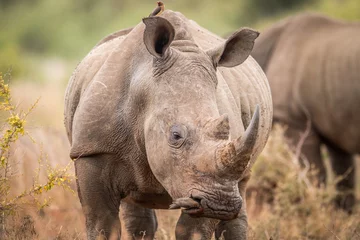 Papier Peint photo autocollant Rhinocéros Avec rhinocéros blanc avec pique-bœuf dans le Kruger.