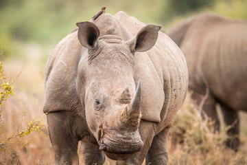 Avec rhinocéros blanc avec pique-bœuf dans le Kruger.