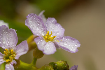 Daphne pink poisonous