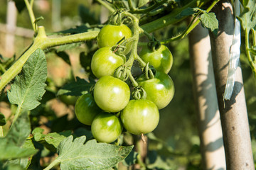 収穫前のプチトマト（ミニトマト）