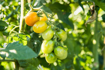収穫前のプチトマト（ミニトマト）