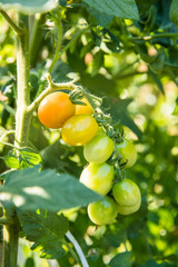 収穫前のプチトマト（ミニトマト）