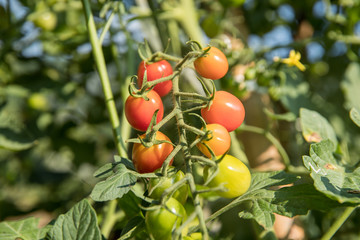 収穫前のプチトマト（ミニトマト）