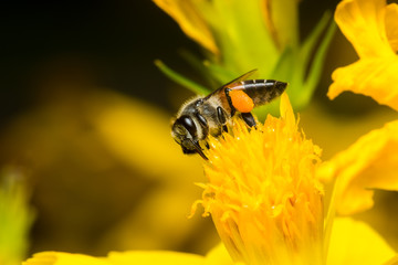 Bee eating, sucking the Yellow Cosmos's syrup