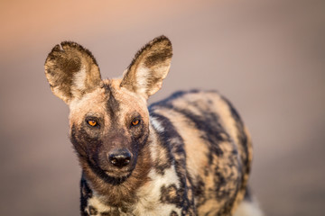 Starring African wild dog in the Kruger.